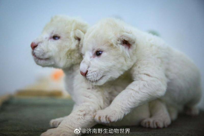 济南野生动物世界新生一对“龙凤胎”白狮，也太可爱了吧