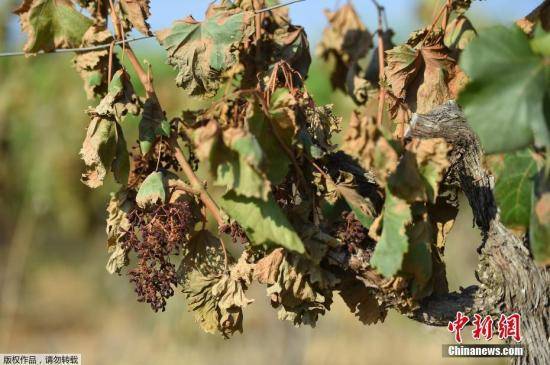 霜冻、酷暑影响 法国2019年葡萄酒产量或下跌14%