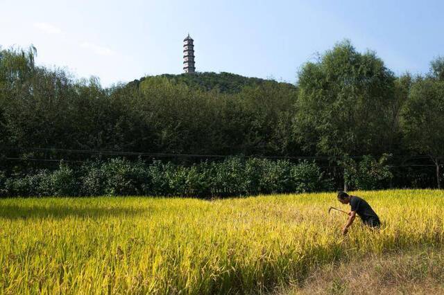 京西稻开始收割啦！快去颐和园附近的郊野公园见识一下