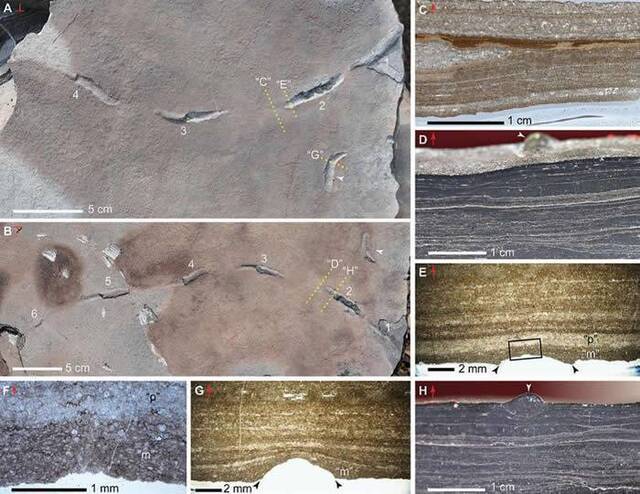 遗迹化石Yichnus levis化石及其切片