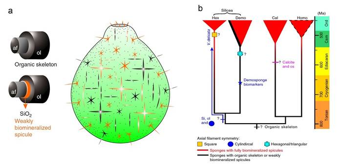 精美瓶状海绵Vasispongia delicate的复原示意图（a）及对应的海绵动物演化谱系和可能的分类位置（b）