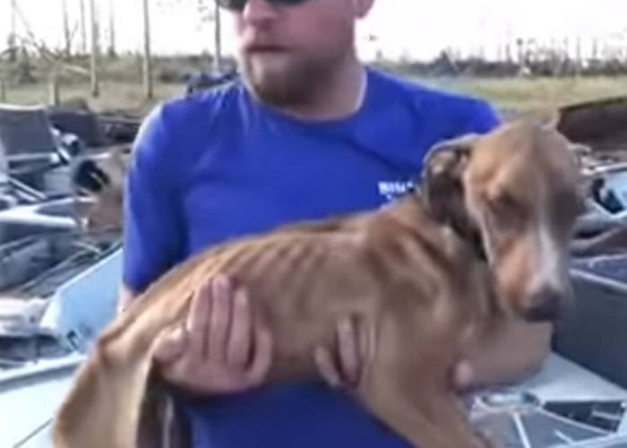 小狗遇飓风“多利安”被困塌楼瓦砾靠雨水支撑1个月奇迹获救
