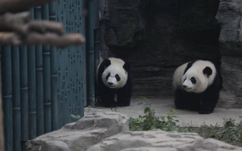 大熊猫“萌宝”“萌玉”入住北京动物园 今起正式展出