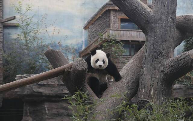 大熊猫“萌宝”“萌玉”入住北京动物园 今起正式展出