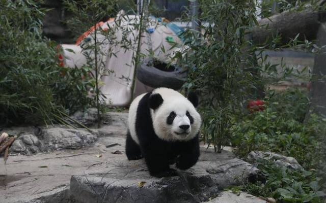 大熊猫“萌宝”“萌玉”入住北京动物园 今起正式展出