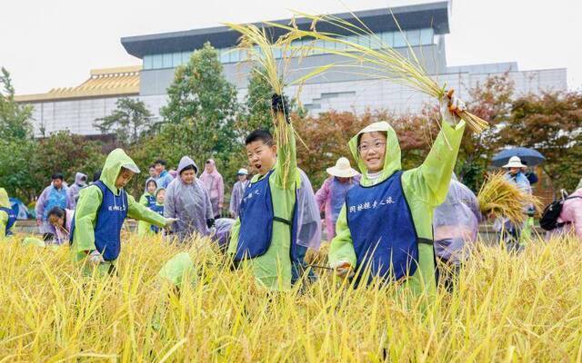 体验“稻花香里说丰年”，园博馆开展秋收科普活动