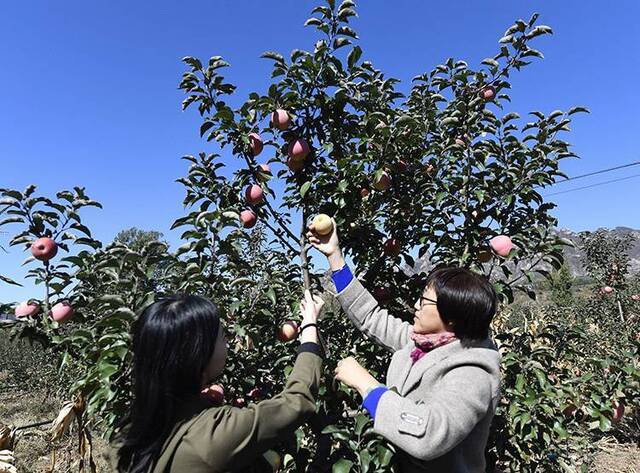 万亩红富士苹果成熟密云新城子采摘季启动