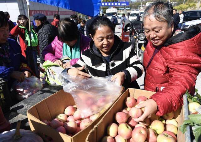 密云新城子万亩苹果成熟，邀市民采摘