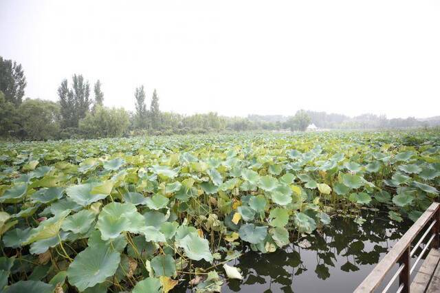 平谷区马坊镇河道清淤治污近3年 小龙河焕发新生机