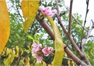 樱花桃花梨花金秋绽放