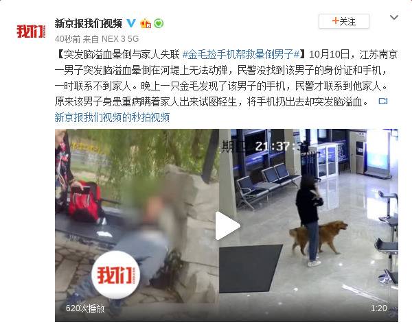 男子突发脑溢血晕倒与家人失联 金毛狗捡手机救人