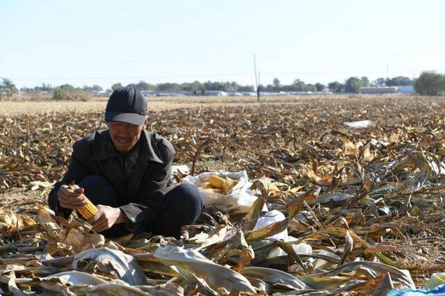 小农户Vs农场主，14亩玉米与2000亩水稻的考量