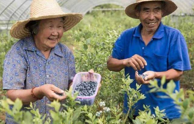 一村一品丨让栗农心急的蓝莓给怀柔黄花镇村带去了什么