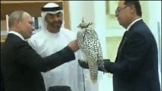 普京给阿联酋王储也送了只猎鹰 获赠这一精致回礼