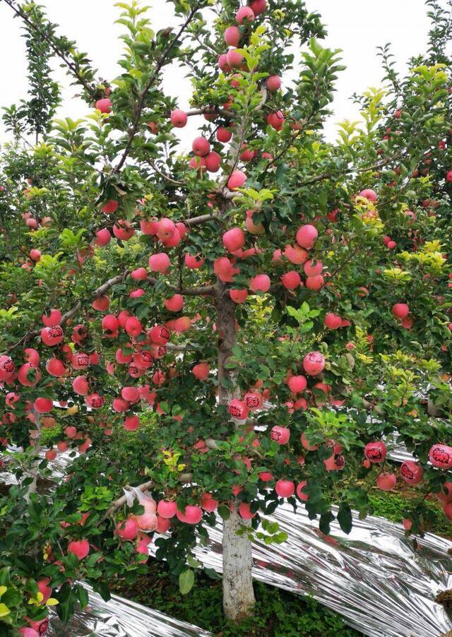 孙建设：在苹果园里“种出”农村特色产业