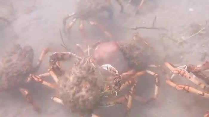 澳洲维多利亚州飞利浦港湾章鱼误入巨型螃蟹地盘惨遭围攻分尸吞下肚