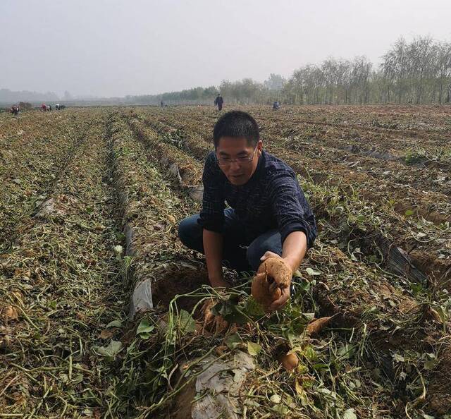 北京农业企业帮扶河北涞水 红薯丰收带动300余贫困户