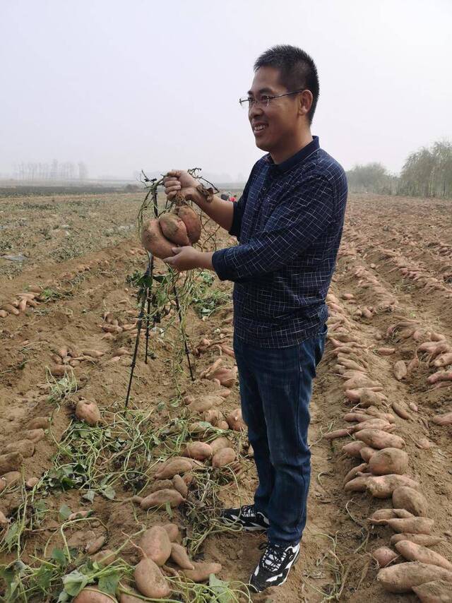 北京农业企业帮扶河北涞水 红薯丰收带动300余贫困户