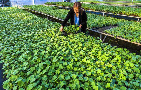 9月27日，河北省衡水市武邑县兴彪蔬菜种植专业合作社农民在育苗大棚内打理秧苗。近年来，河北省衡水市武邑县在脱贫攻坚中依托区域蔬菜瓜果生产，大力推广蔬菜集约化育苗技术，全县已建成年育苗能力1000万株以上的集约化育苗基地5家，农民可根据种植需求与基地签订30余种蔬菜种苗的育苗合同。目前，该县年培育优质瓜菜秧苗近1亿株，集约化育苗率达90%以上，带动当地农民实现增收。新华社记者李晓果摄