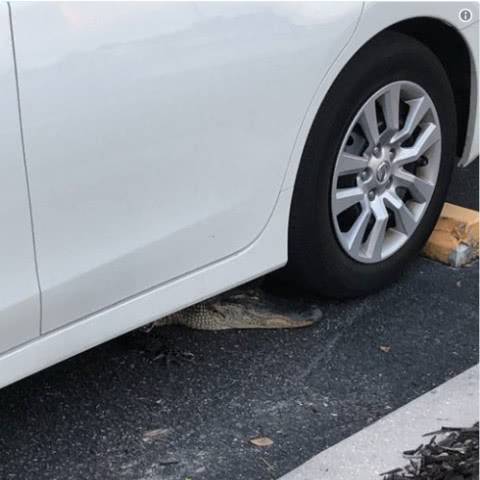 据报道，佛罗里达州鳄鱼并不少见。4月中旬，北港一名车主从鸡翅餐馆出来后，在车下发现了一只鳄鱼，他不得不报警。