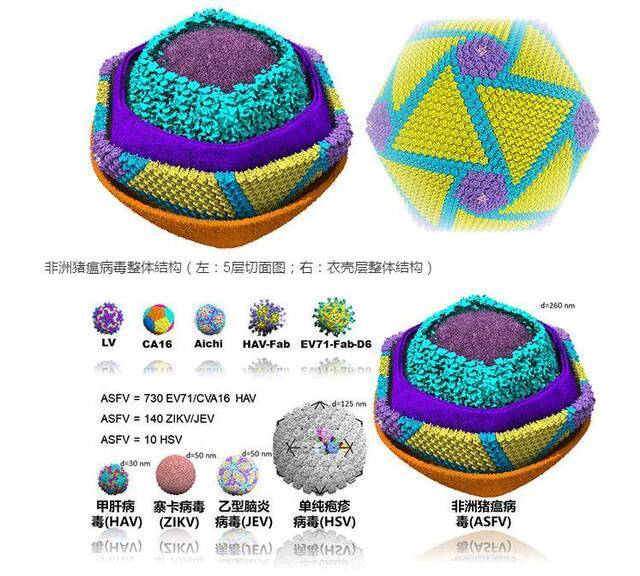 中国科学家首次解析非洲猪瘟病毒结构 助力新型疫苗研发