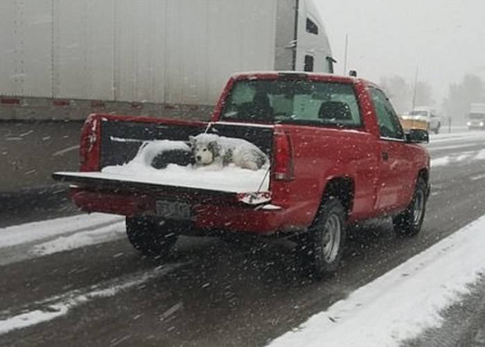 美国科罗拉多州奥罗拉遭暴风雪侵袭雪橇犬在货车尾箱独自承受低温惹议