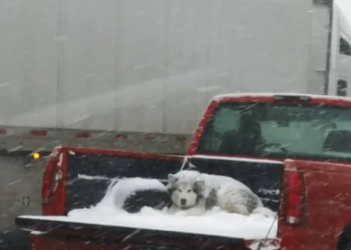 美国科罗拉多州奥罗拉遭暴风雪侵袭雪橇犬在货车尾箱独自承受低温惹议