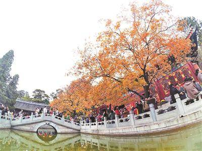19日开始的三个周末 北京香山将迎红叶观赏高峰日