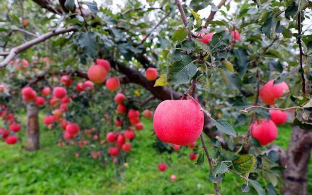 15度甜的苹果红了 昌平推出四条“逛吃”线路