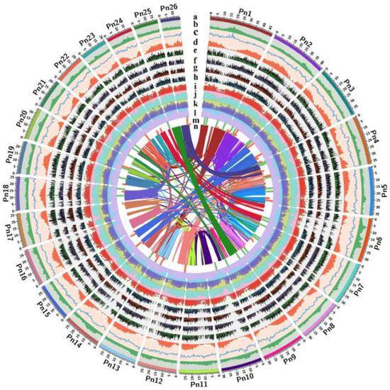 胡椒基因组信息图丨热科院