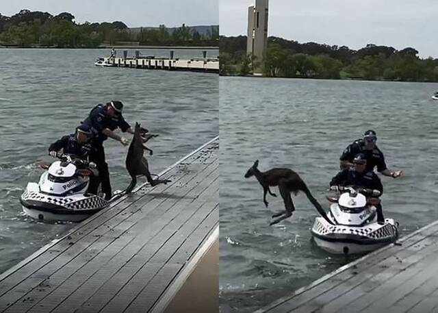 啼笑皆非！澳洲堪培拉袋鼠湖中浮沉获警员救起却转身再度跳入湖中