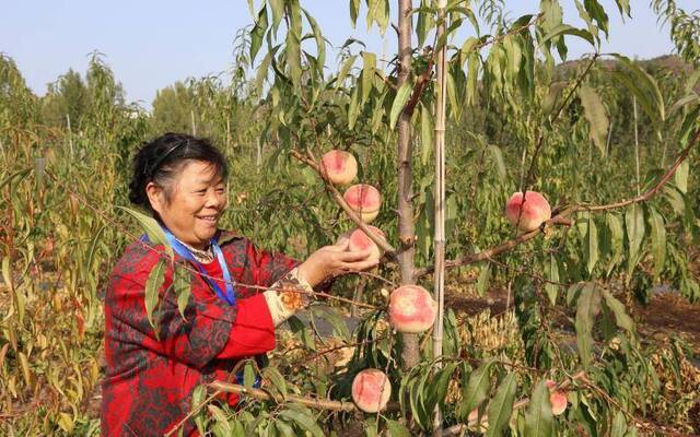 北京最晚熟桃“元春”进入收获季，挂果周期180天