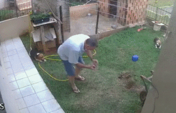 为消灭蟑螂 巴西一男子不小心把自家草坪炸飞