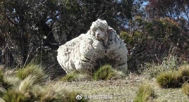 澳网红绵羊去世 曾一次性剃下40.45公斤羊毛(图)