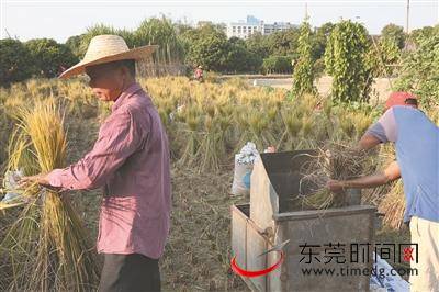 生活莞拍客一座村庄的丰收季