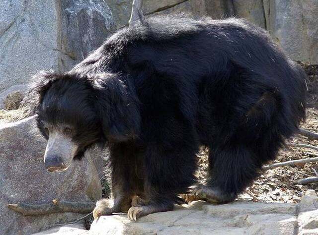 印度抓获追踪长达6年的盗猎犯认为可以治疗阳萎他每次盗猎懒熊只会切下阴茎