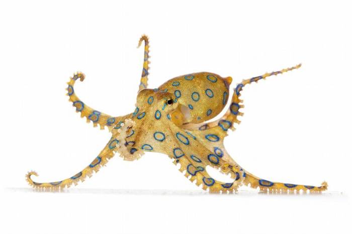 根据寥寥无几的纪录，美国进口高度毒性大蓝环章鱼（greater blue-ringed octopus）的数量，要超过其他所有章鱼物种。蓝环章鱼所带的神经毒素