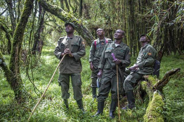 除了山地大猩猩 乌干达还有狩猎表演和编织体验
