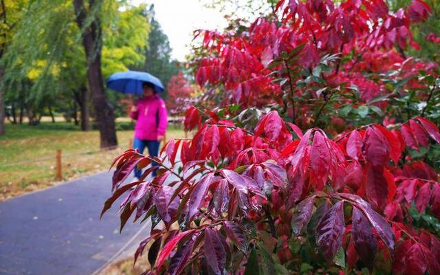 北京植物园秋色初现，白蜡等彩叶树种迎来最佳观赏期