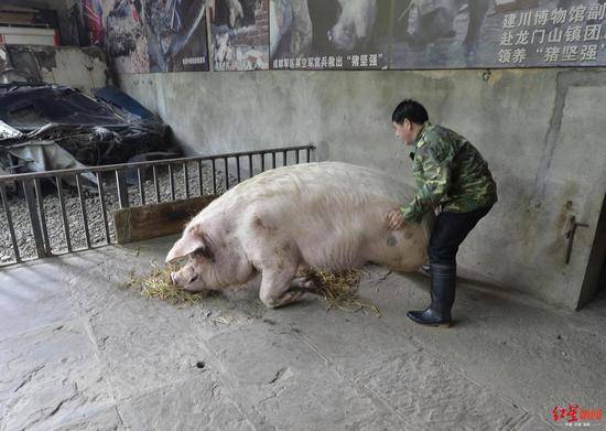 饲养员帮猪坚强起身。