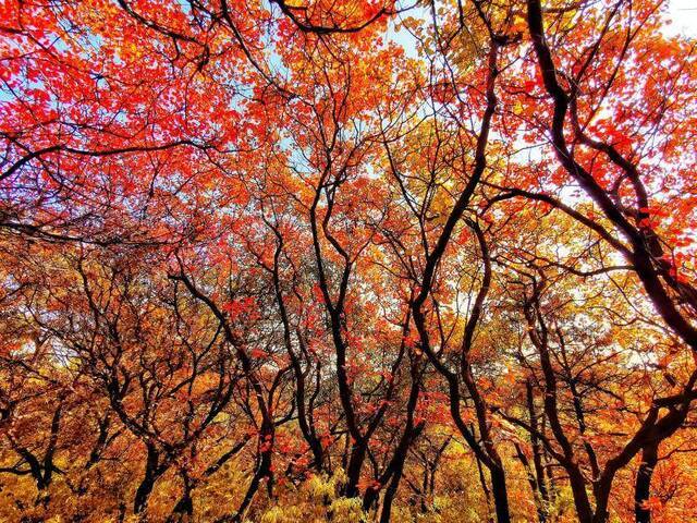金海湖红叶观赏季到来 平谷喊您拍红叶