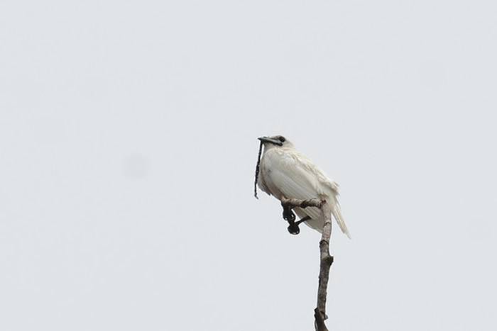 巴西亚马逊雨林的白钟伞鸟求偶时发出的叫声高达125分贝比飞机还要吵