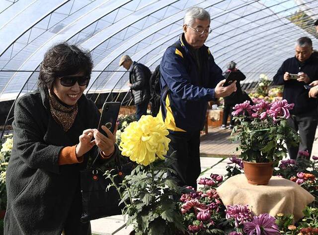 赏菊品菊画菊平谷西柏店菊花美食文化节开幕