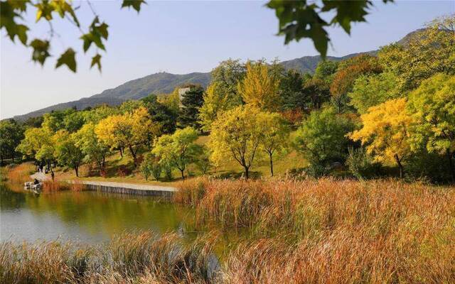 白蜡银杏、芦苇残荷，北京市属公园20处秋景本周可赏