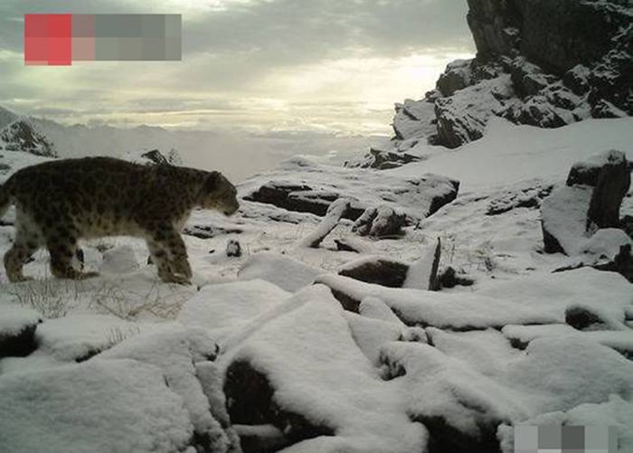 四川卧龙国家级自然保护区公布监测报告罕有拍摄到雪豹攀岩