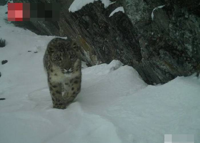 四川卧龙国家级自然保护区公布监测报告罕有拍摄到雪豹攀岩