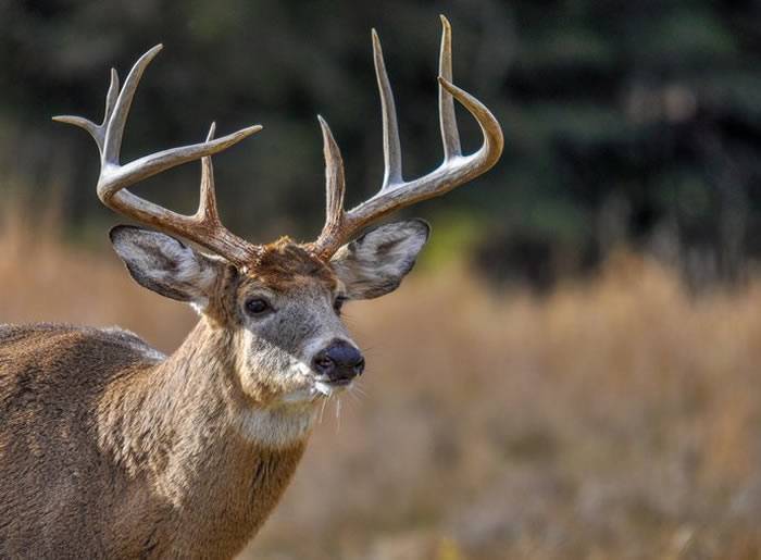美国阿肯色州猎人击中成年公鹿走近时被突然起身的公鹿攻击死亡