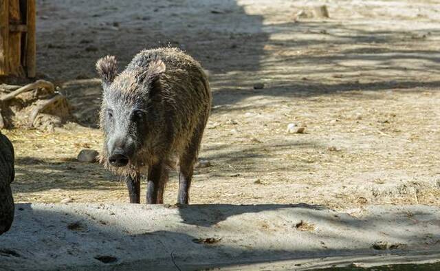 韩国首尔野猪繁殖季节将至走上街头寻找食物猎人建议若撞见应安静躲避