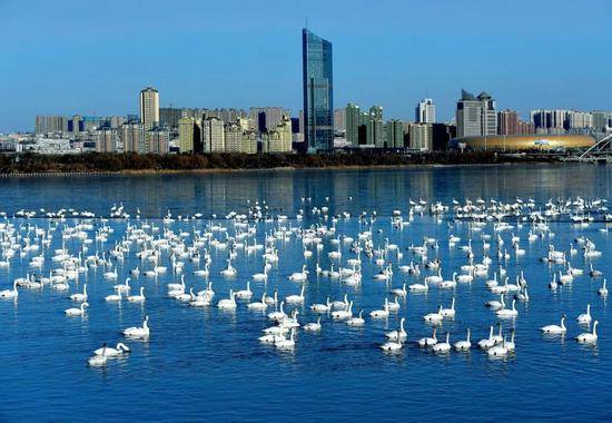 白天鹅在三门峡黄河湿地栖息。图/新华