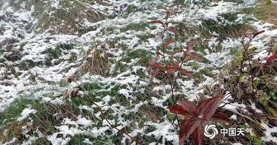  25日，重庆城口黄安坝景区，草丛中还有未完全融化的雪。（黄安坝景区工作人员供图）